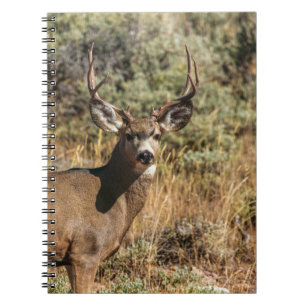 WILDLIFE-FOTOGRAFIE DES BROWN BUCK NOTIZBLOCK