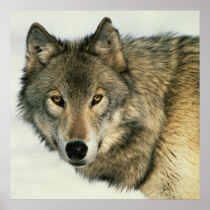 Wildlife Fotografy Gray Wolf Poster 24x24