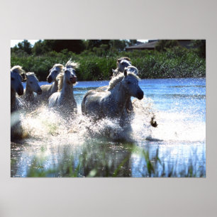 Wildlife Fotografy Wild Horses Poster 18x24