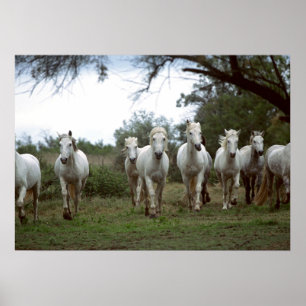 Wildlife Fotografy Wild Horses Poster 18x24