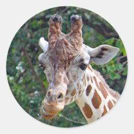 Wildlife Giraffe Foto Runder Aufkleber