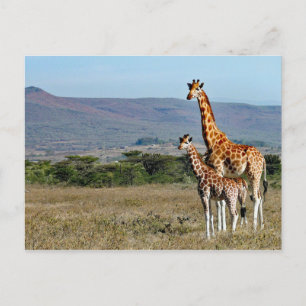 Wildlife Giraffe Mother and Baby Foto Postkarte