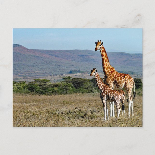 Wildlife Giraffe Mother and Baby Foto Postkarte (Vorderseite)
