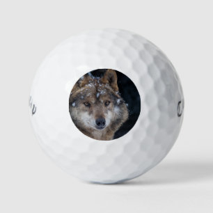 Wildlife Gray Wolf Wilderness Wolf Golfball