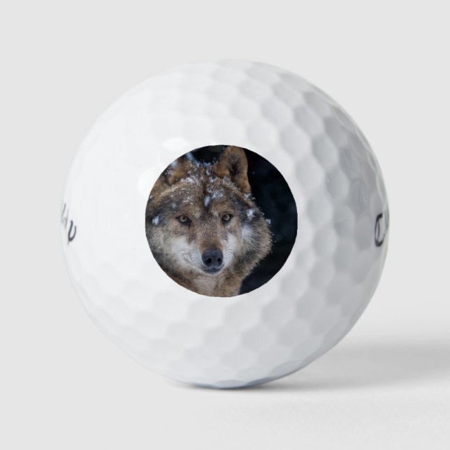 Wildlife Gray Wolf Wilderness Wolf Golfball (Vorderseite)