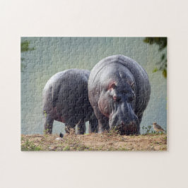Wildlife Hippo Foto Puzzle