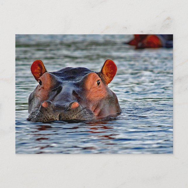 Wildlife Hippo Water Foto Postkarte (Vorderseite)