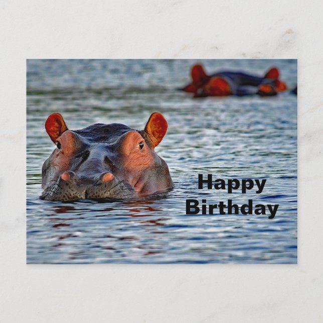 Wildlife Hippo Water Foto Postkarte (Vorderseite)