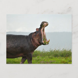 Wildlife Hippopotamus Foto Postkarte