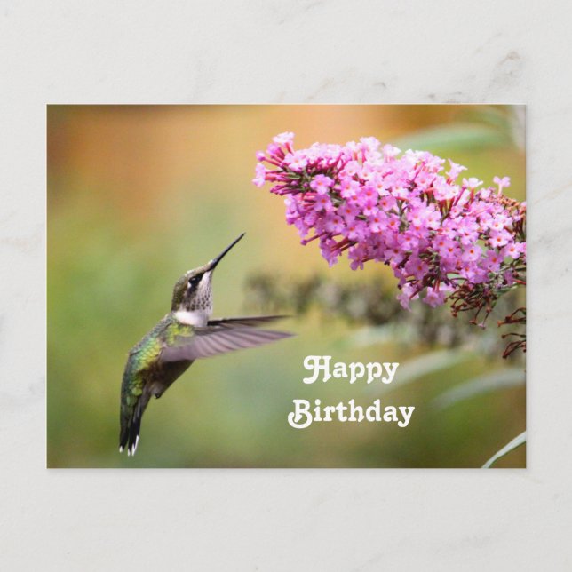 Wildlife Hummingbird Floral Foto Geburtstag Postkarte (Vorderseite)