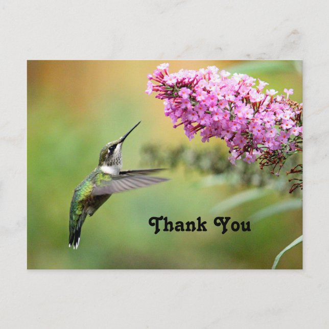 Wildlife Hummingbird Floral Foto Vielen Dank Postkarte (Vorderseite)