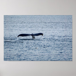 Wildlife Humpback Whale Schwanz Foto Poster