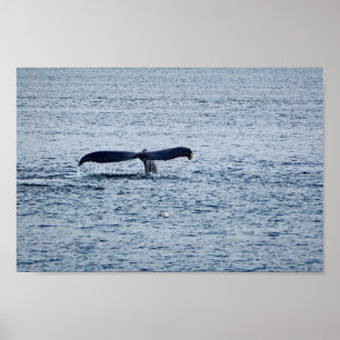 Wildlife Humpback Whale Schwanz Foto Poster