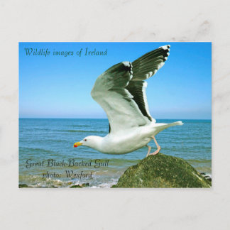 Wildlife images auf Postkarte