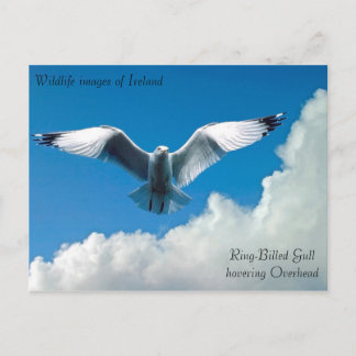 Wildlife images auf Postkarte