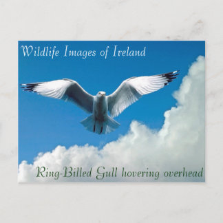 Wildlife images auf Postkarte