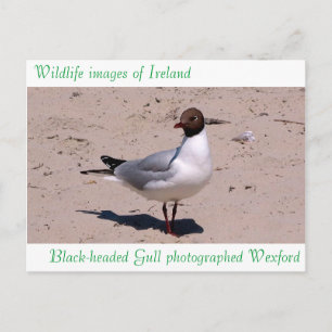 Wildlife images auf Postkarte
