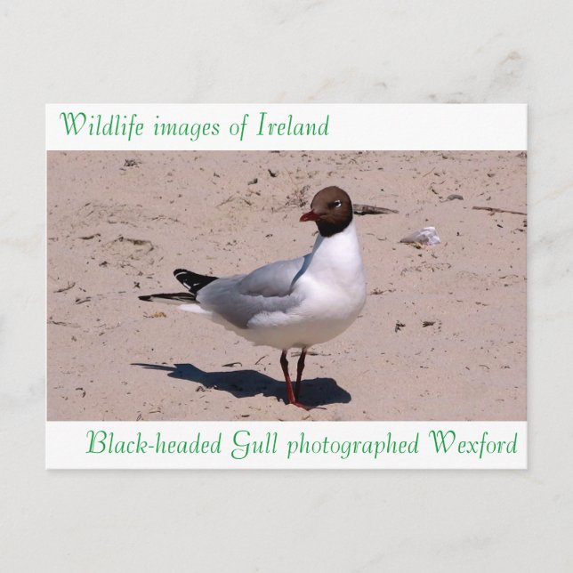 Wildlife images auf Postkarte (Vorderseite)