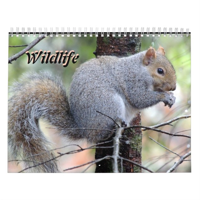 Wildlife-Kalender Kalender (Titelbild)