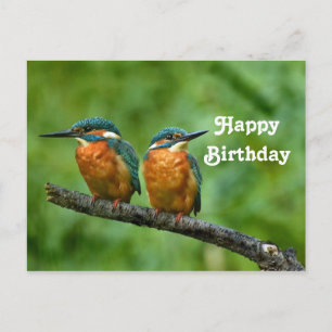 Wildlife Kingfisher Foto Geburtstag Postkarte