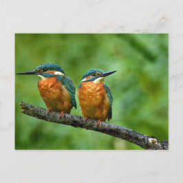 Wildlife Kingfisher Foto Postkarte