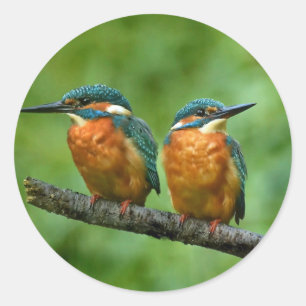 Wildlife Kingfisher Foto Runder Aufkleber