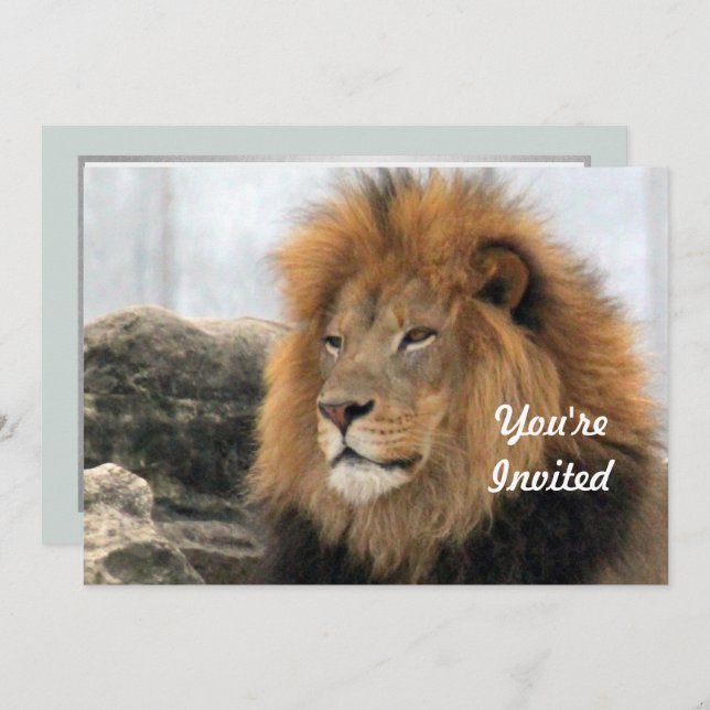 Wildlife Lion Foto Birthday Einladung (Vorne/Hinten)