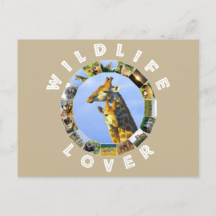 Wildlife Lover Giraffe Cuddles Postkarte