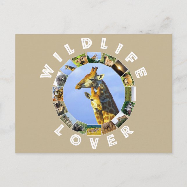 Wildlife Lover Giraffe Cuddles Postkarte (Vorderseite)