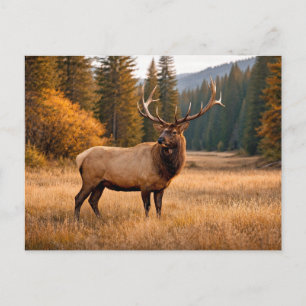 Wildlife Majestätischer Elch Wald Postkarte