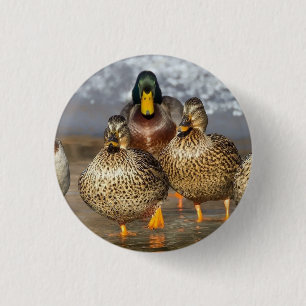 Wildlife Mallard Ducks Foto Button