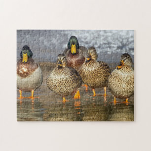Wildlife Mallard Ducks Foto Puzzle