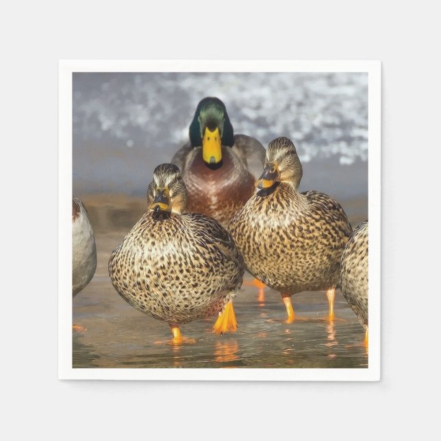 Wildlife Mallard Ducks Foto Serviette (Vorderseite)