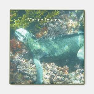 Wildlife Marine Iguana Magnet