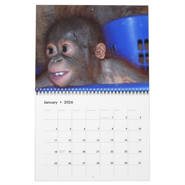 Wildlife Orangutan Babys Kalender (Jan 2026)