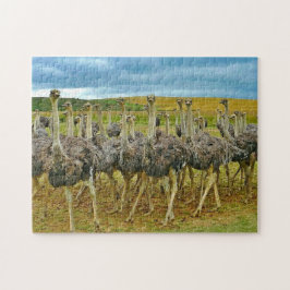Wildlife Ostrich Flock Foto Puzzle
