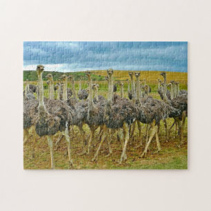 Wildlife Ostrich Flock Foto Puzzle