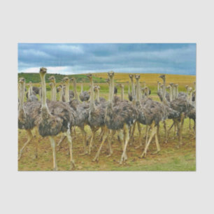 Wildlife Ostrich Flock Foto Seidenpapier