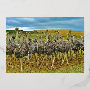 Wildlife Ostrich Flock Gold Geburtstag Folieneinladung
