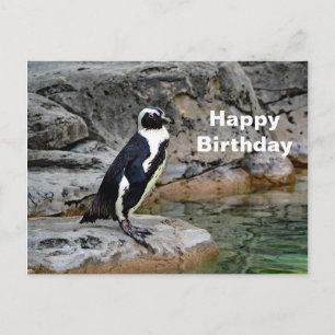 Wildlife Pinguin Foto Geburtstag Postkarte