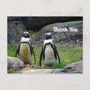 Wildlife Pinguin Pair Foto Vielen Dank Postkarte