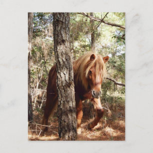 Wildlife Postcard, wildes Pferd, Assateague Island Postkarte