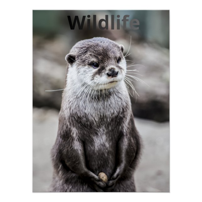 Wildlife Poster (Vorderseite)