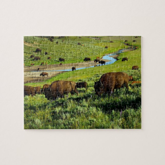 Wildlife Puzzle-Buffalo Jigsaw Puzzle (Horizontal)