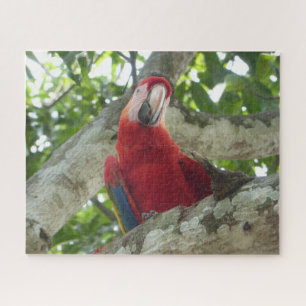 Wildlife Puzzle: Colorful Red Parrot Puzzle