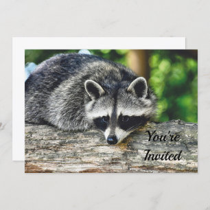 Wildlife Raccoon Log Mammal Foto Geburtstag Einladung