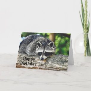 Wildlife Raccoon Log Mammal Foto Geburtstag Karte