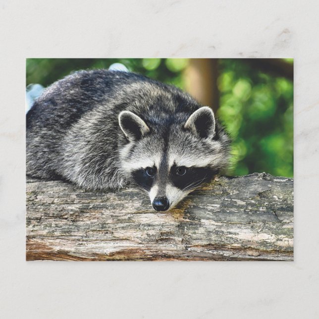 Wildlife Raccoon Log Mammal Foto Postkarte (Vorderseite)