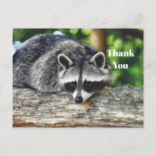 Wildlife Raccoon Log Mammal Foto Vielen Dank Postkarte