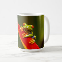 Wildlife Red Mit Augen Tree Frog Foto